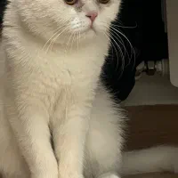 گربه ماده اسکاتیش یه سالو نیمه|گربه|کرمان, |دیوار