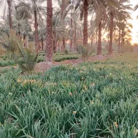 فروش گل نرگس|گل و گیاه طبیعی|جره و بالاده, |دیوار