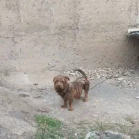 فروشی سگ پا کوتاه