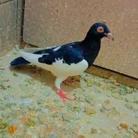 کفتر|پرنده|تربت‌حیدریه, ده پائین|دیوار