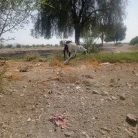 بوز چاق|حیوانات مزرعه|قلعه گنج, |دیوار