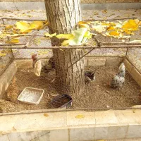 مرغ و خروس سبرایت مینیاتوری|حیوانات مزرعه|الیگودرز, |دیوار