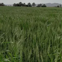 اجاره یک هکتار زمین کشاورزی