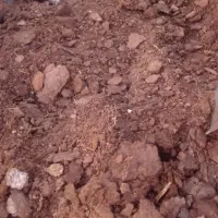 پهن گوسفندی، برای باغ و باغچه