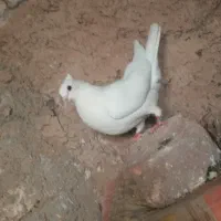 کبوتر|پرنده|سرپل ذهاب, |دیوار