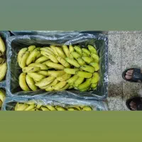 فروش موز  زرآباد