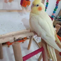 عروس هلندی رام لیتیوم ماده