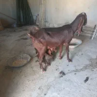 بز دوقلو|حیوانات مزرعه|سیوان, |دیوار