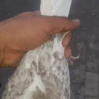 کفتر دوکت معاوضه|پرنده|قنوات, |دیوار