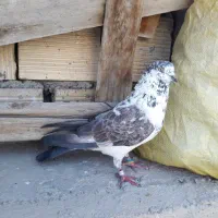 کبوتر نر سوسکی کاشونی پرشی شکار نشون دار کفتر غریب