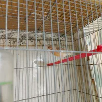 قناری|پرنده|شیروان (خراسان), |دیوار