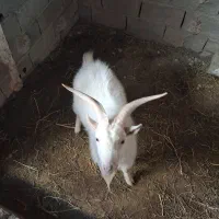 بز سانن|حیوانات مزرعه|پاکدشت, خاتون آباد|دیوار