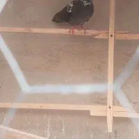 تعدادی کفتر  /یکجا و یا تکی / جفت کن|پرنده|تهران, شهید اسدی|دیوار