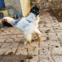 برهما|حیوانات مزرعه|نقده, |دیوار