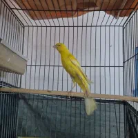 قناری رسمی بلند ،شور شور