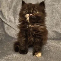 گربه پرشین اصیل یالدار|گربه|کرج, فاز ۱ مهرشهر|دیوار