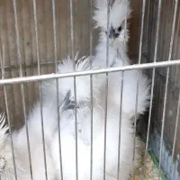 جوجه مرغ و خروس ابریشمی
