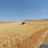 کاه گندم