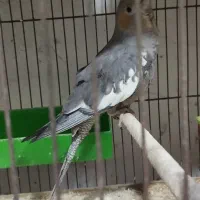 عروس هلندی گم شده