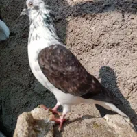 تعدادی کبوتر پرشی بهشرط زرندیه|پرنده|زرندیه, |دیوار