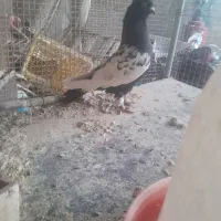 کفتر.کبوتر سینه سیاه نر