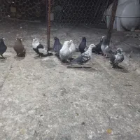 کفترجفتی تک پروندنی