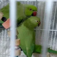 ملنگو بسیار کشیده و درشت مولد