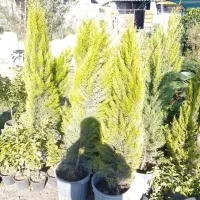 گلفروشی|گل و گیاه طبیعی|رشت, پل تالشان|دیوار