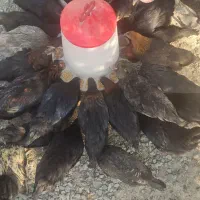 ۲۰ عدمرغ قلم سبز آماده تخم گذاری|حیوانات مزرعه|شاهدشهر, |دیوار