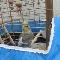 عروس هلندی دستی سخنگو