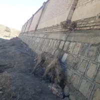 توله سگ ۶ماه سرابی ماده قابل معاوضه