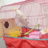 عروس هلندی نر|پرنده|رشت, گیل|دیوار