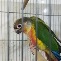 پرنده سرای کاردینال خ اذر