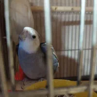 عروس هلندی چند جفت با جوجه و تخم