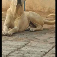 سگ نر سرابی مخصوص گله