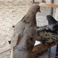 کفتر شازده سرور ۶۰۰