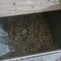 جفت عروس هلندی