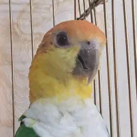 یک جفت کایک سر نارنجی