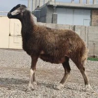 گوسفند جوان آبستن اس