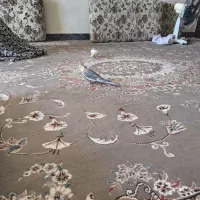 یک جفت عروس هلندی مولدوسالم|پرنده|نورآباد, |دیوار