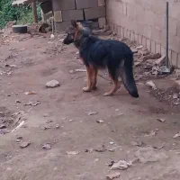 حیوانات|سگ|تولم شهر, |دیوار