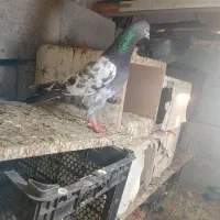 کفترپرشی|پرنده|میناب, |دیوار