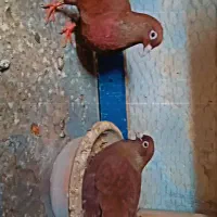 اسباب بازی کفتر سرخ