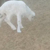 فروش ۶۰راس میش دوبهر قلمه روزگاری بره دار و آبستن