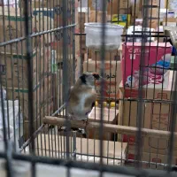 سهره دو هفته قفس داغسر|پرنده|تهران, مشیریه|دیوار