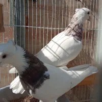 جفت طوقی هفترنگ همراه باتخم|پرنده|مشهد, عبادی|دیوار