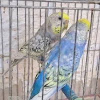 جفت مرغ عشق اسپانگل رنگین کمانی|پرنده|شیراز, آزادی|دیوار