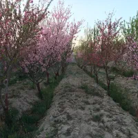 باغچه ۶۴۰متری آب برق گاز