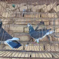 کبوتر|پرنده|اصفهان, منتظرالمهدی|دیوار