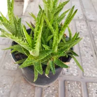 گل طبیعی باغچه